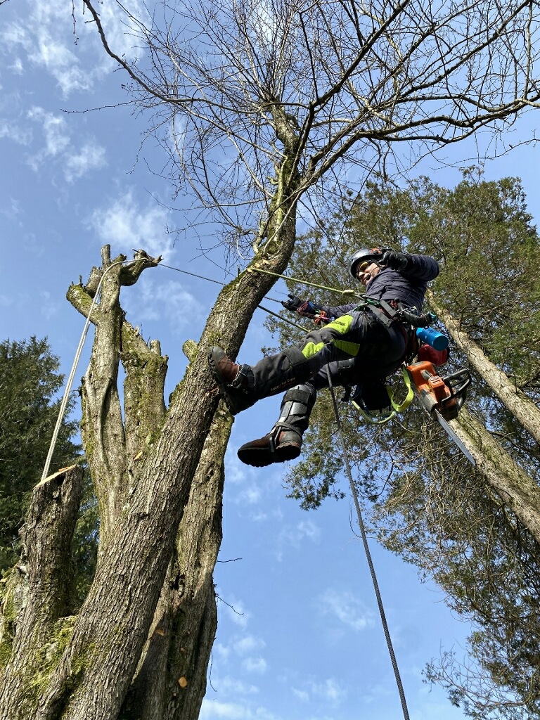 Tyler-Acsending-a-tree