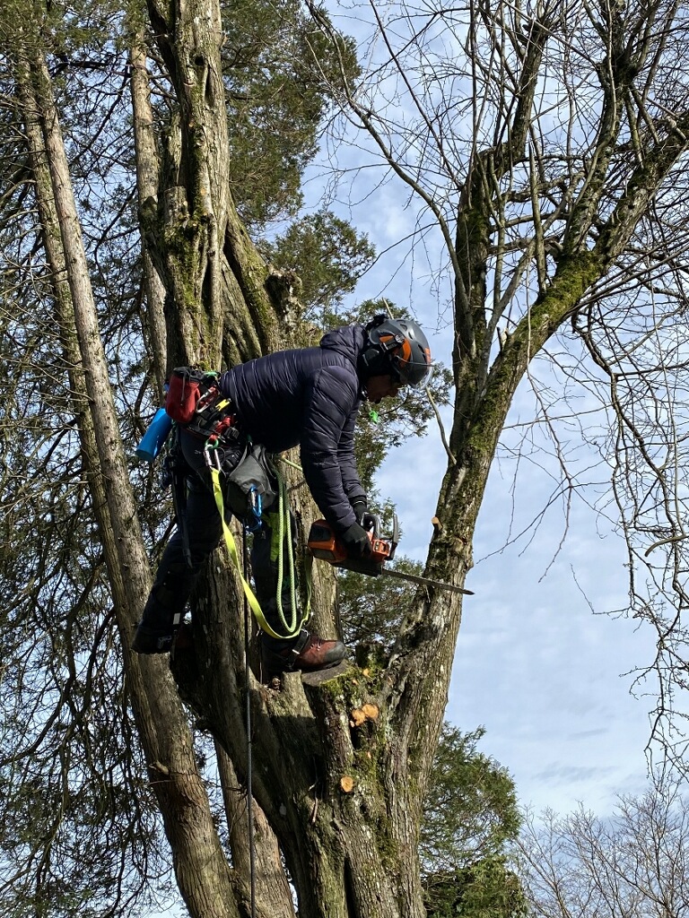 Tyler-standing-on-tree-and-cutting-into-it