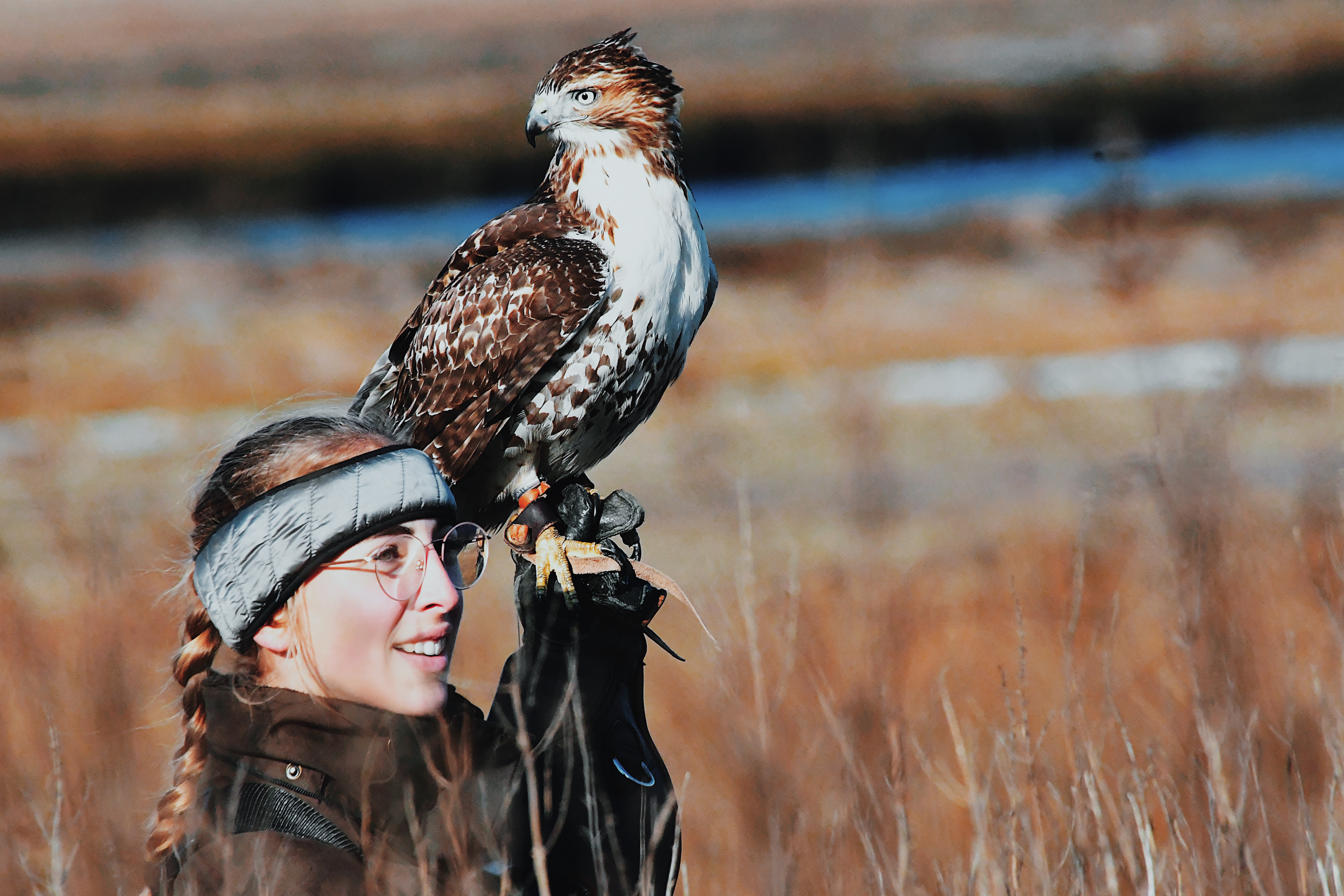 Olivia Tosi stands in a field with her hunting falcon.