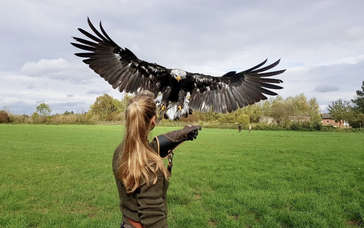 Queen of the Raptors