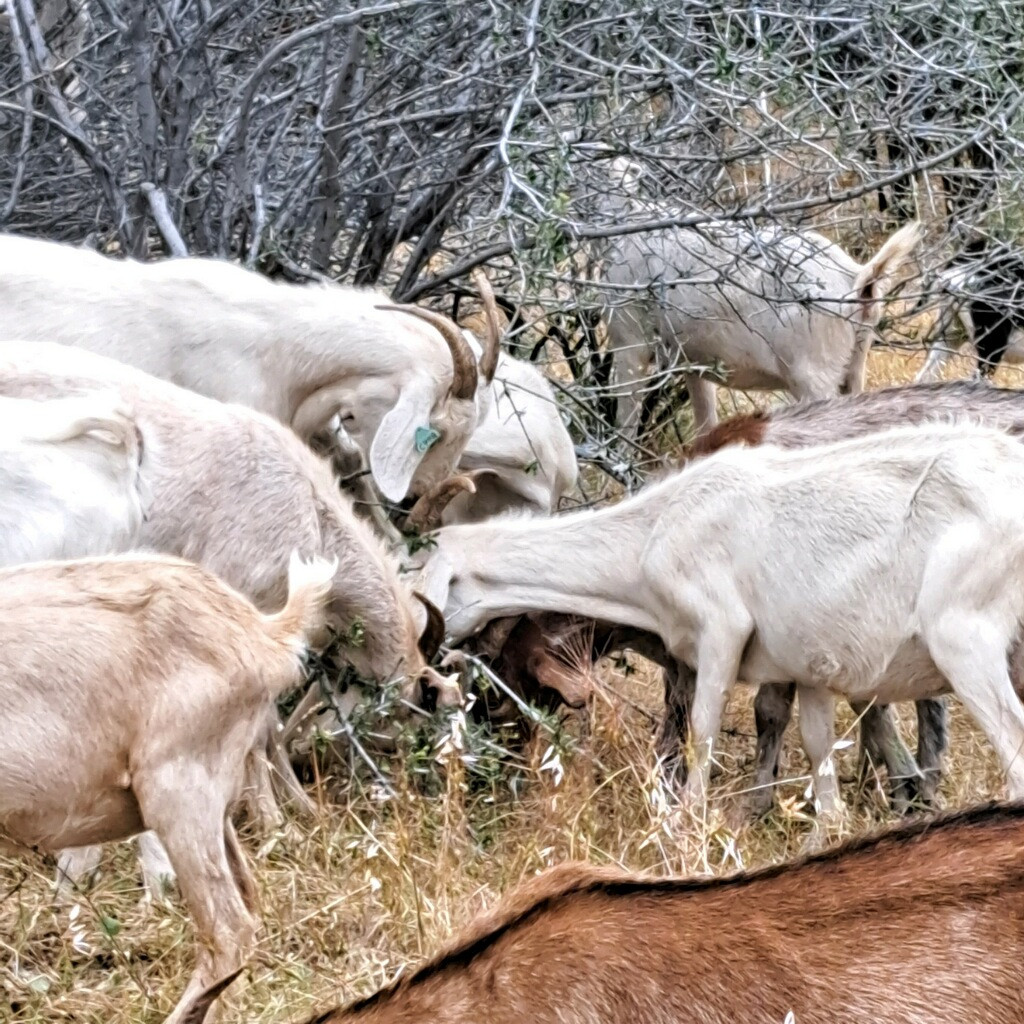 The G.O.A.T. in Wildfire Prevention